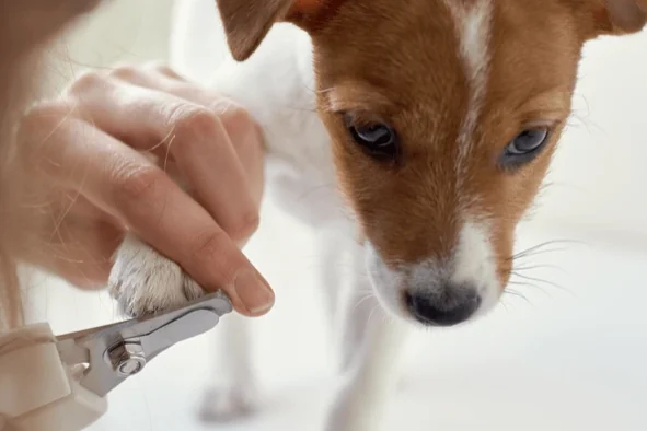 Jack russell puppy krijgt voorzichtig de nagels geknipt