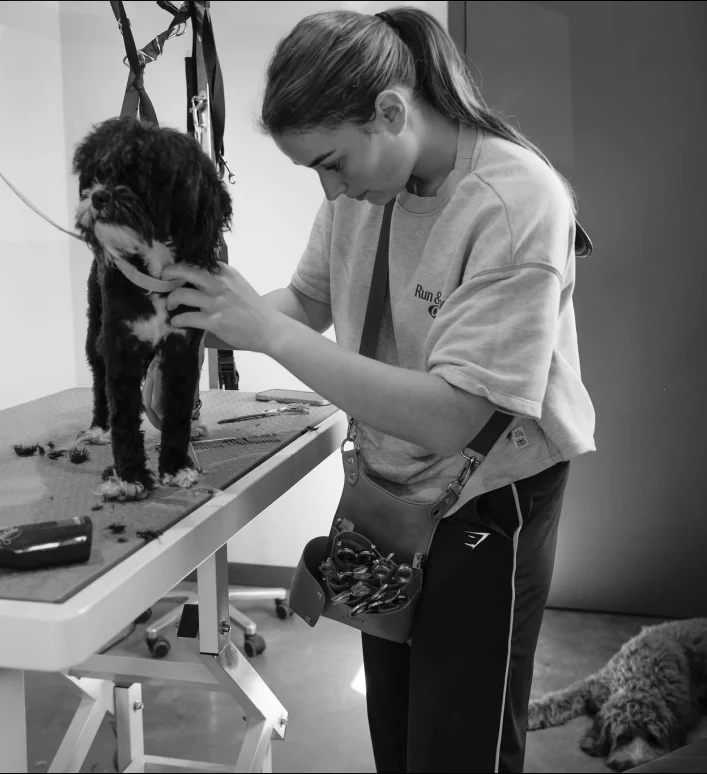 Tessa trimt geconcentreerd een zwarte doodle op de trimtafel